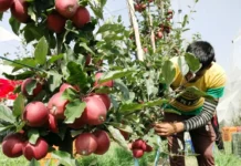 Strong Winds Wreck Apple Orchards, Growers Renew Crop Insurance Plea