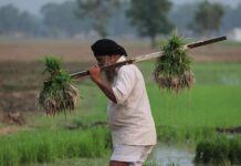 Maharashtra Farmer Receives Rs 6 Compensation for Flood-Damaged Crops