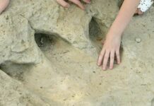 Farlowichnus Rapidus: New Dinosaur Species Found in Brazil