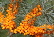 Ladakh’s Seabuckthorn Berries