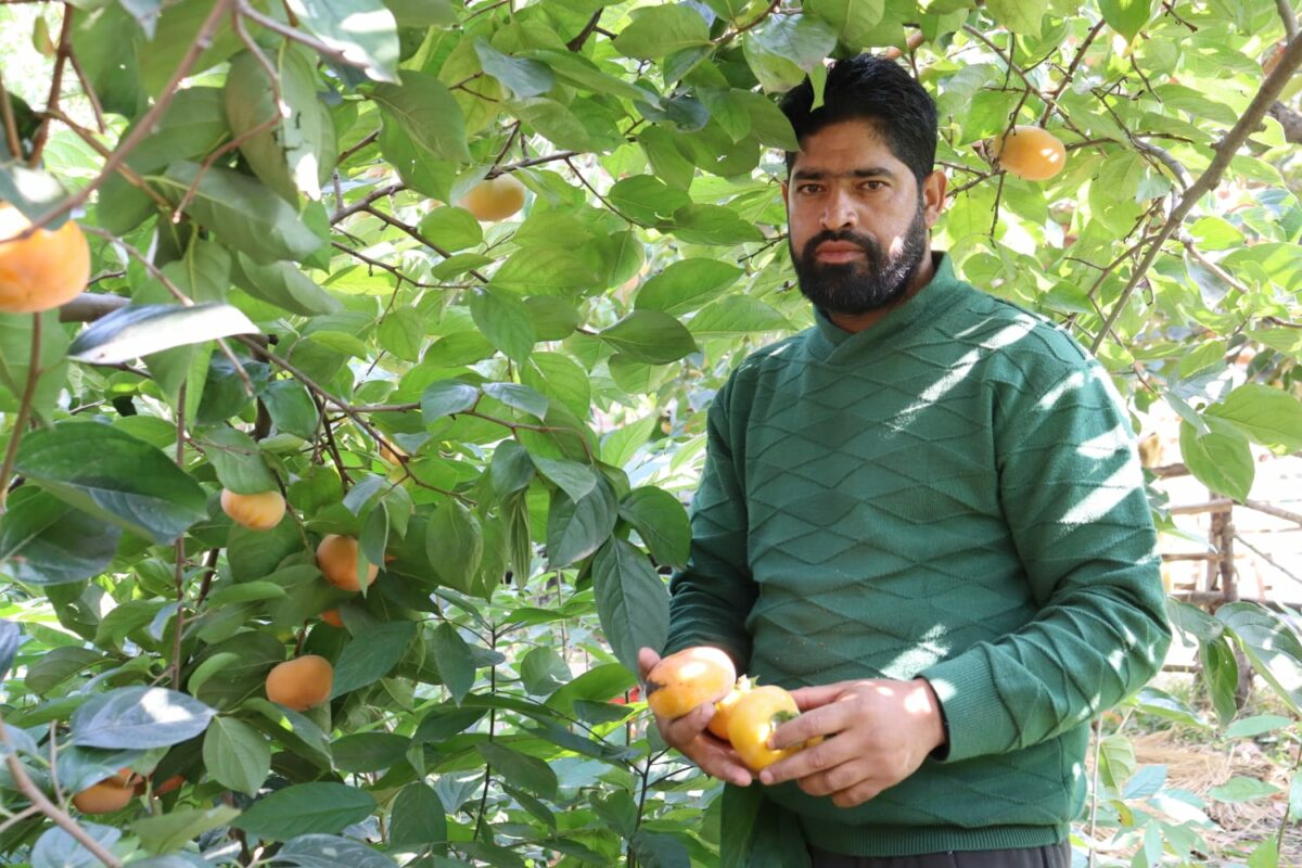 After Kiwi Fruit, Orange, Kashmir Farmers Experiment With Persimmon