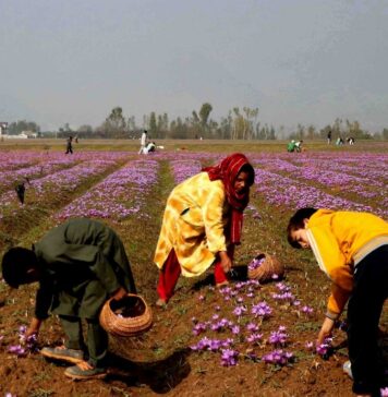 Kashmir’s Saffron Squeeze
