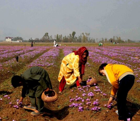 Kashmir’s Saffron Squeeze