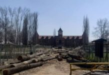 Poplar Massacre in UNESCO Credited Kashmir College Triggers Widespread Anger Amar Singh College axes poplar trees
