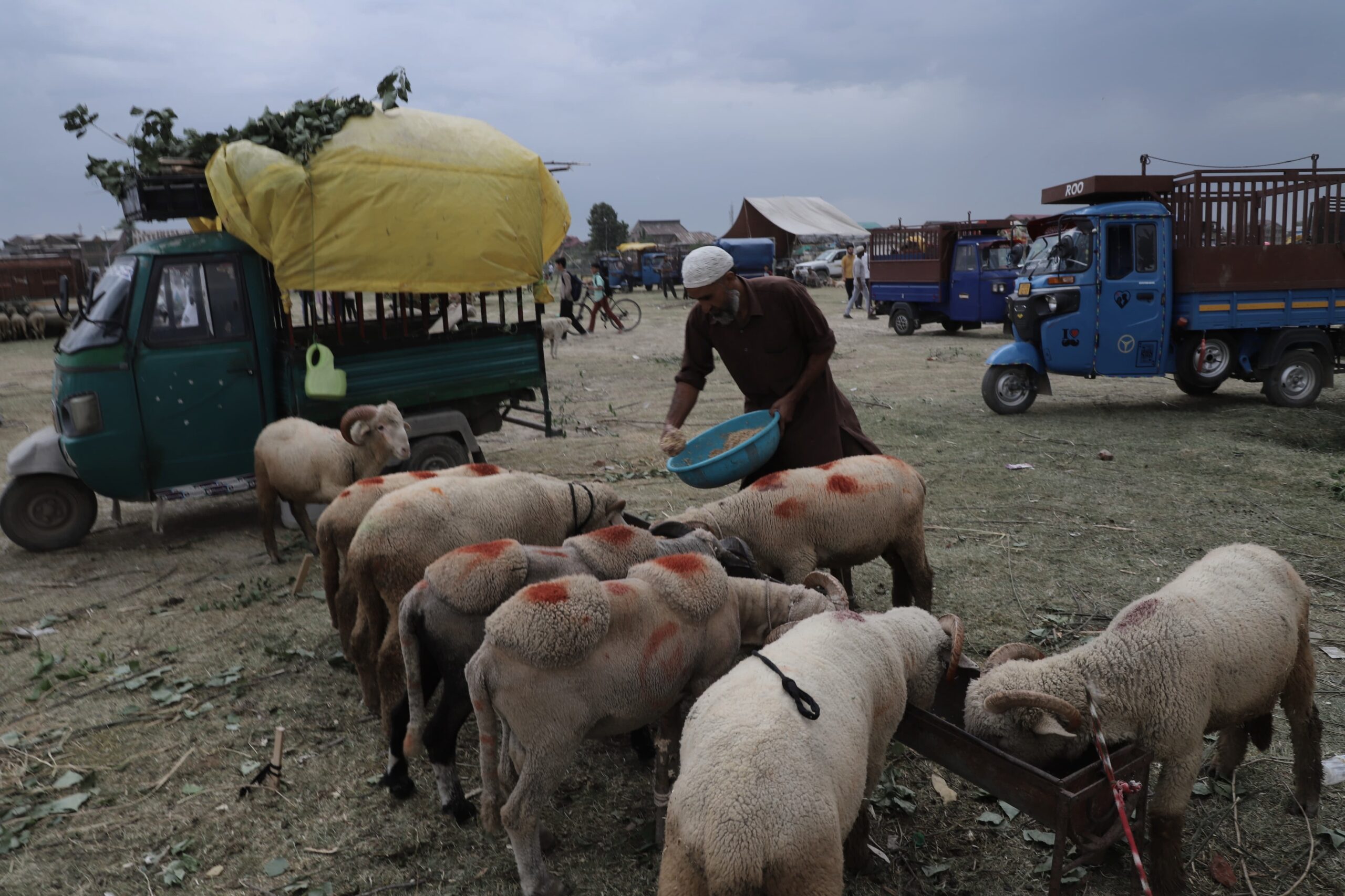 A man feeding his sheep for sale ahead of Eid-ul-Adha in Srinagar district, central Kashmir(KL image: Sajid Raina)