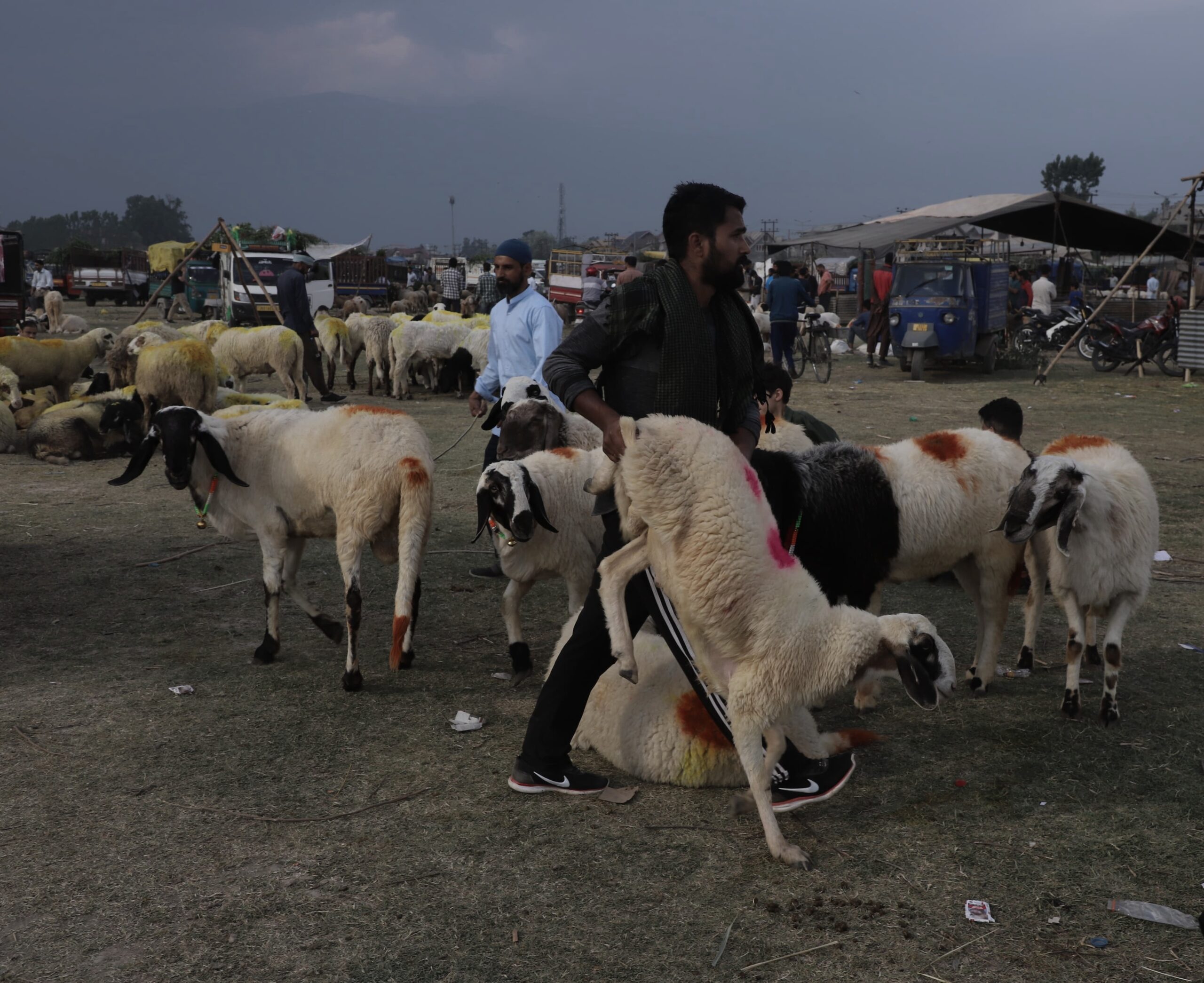 A man selling sacrificial animals in Sopore ahead of Eid-ul-Adha( KL image: Sajid Raina)