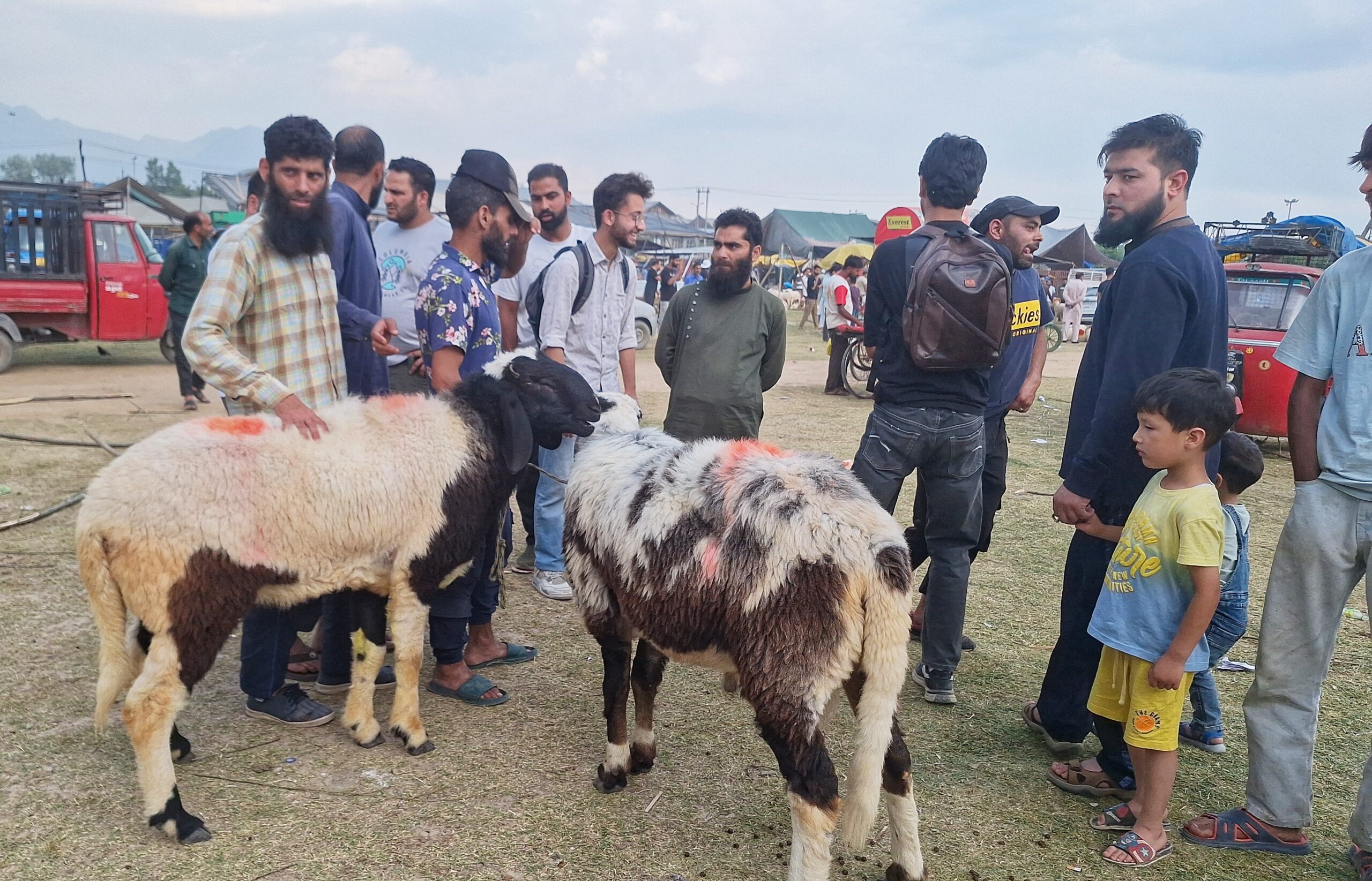 People buy sacrificial animals ahead of Eid-ul-Adha in Srinagar district, Central Kashmir on June 12, 2024. (KL Images: Sajid Raina)
