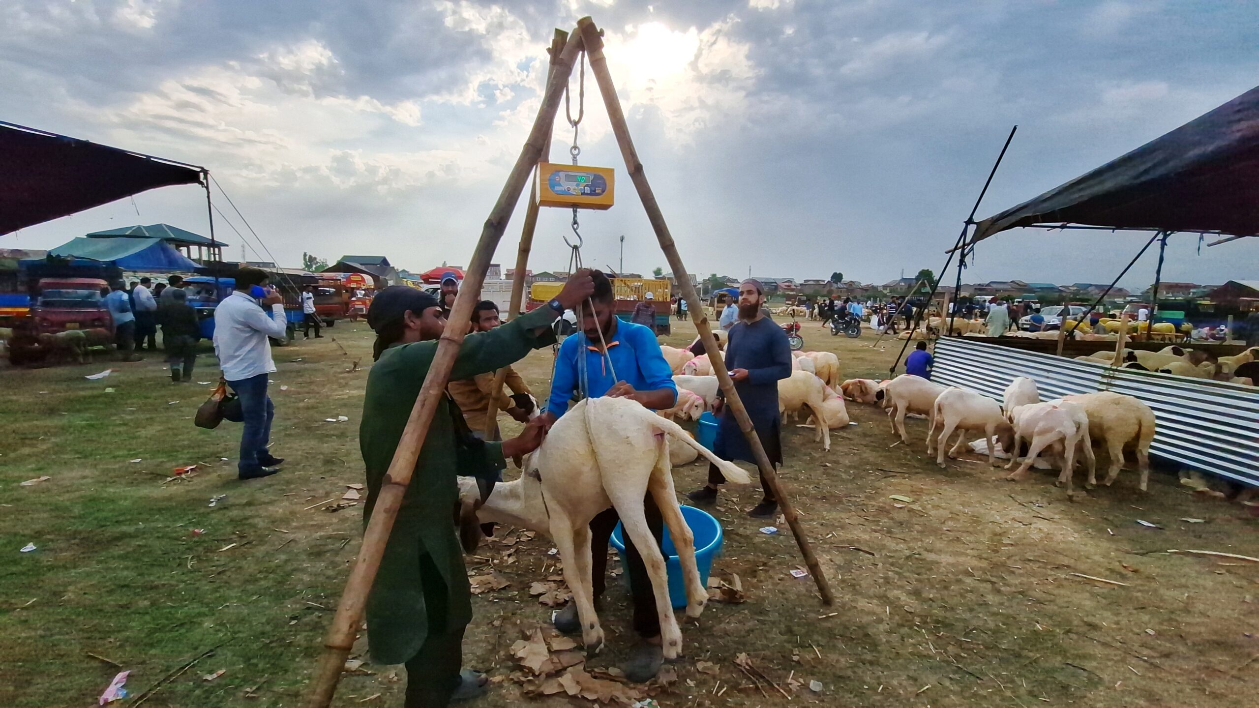 People buy sacrificial animals ahead of Eid-ul-Adha in Srinagar district, Central Kashmir on June 12, 2024. (KL Images: Sajid Raina)