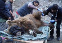 Wildlife's innovative research project to study the Himalayan brown bears