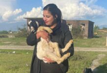 Kashmir’s Animal Helpers