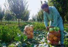 Vegetable Cultivation in Jammu Kashmir Sees Fluctuations Over the Years