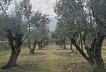 Get Surprised, Kashmir Produces Two Tonnes of Olives in Remote Uri Kashmirs-only-Olive-garden-located-in-Uri