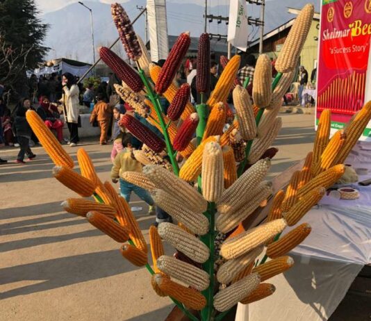 Kashmir Professor to Receive National Award for Maize Research