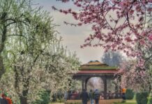 CM Omar Abdullah Inaugurates Almond Bloom Festival at Badamwari