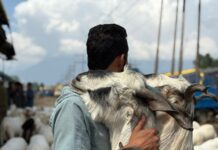 A-seller-hugging-his-sacrificial-animal-before-bidding-it-goodbye-at-Srinagars-Eidgah-Market-ahead-of-Eid-ul-Adha