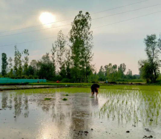 Jammu Kashmir’s Cultivable Land Rises Marginally to 10.97 Lakh Hectares: Centre