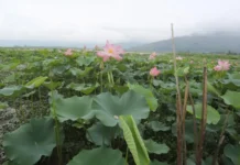 Lotus-Bloom-in-Wular-Lake-in-Bandipora-on-July-12-2025-KL-Image-Shuaib-Masoodi.