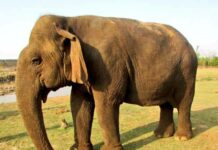 Asias Oldest Elephant Vatsala Dies