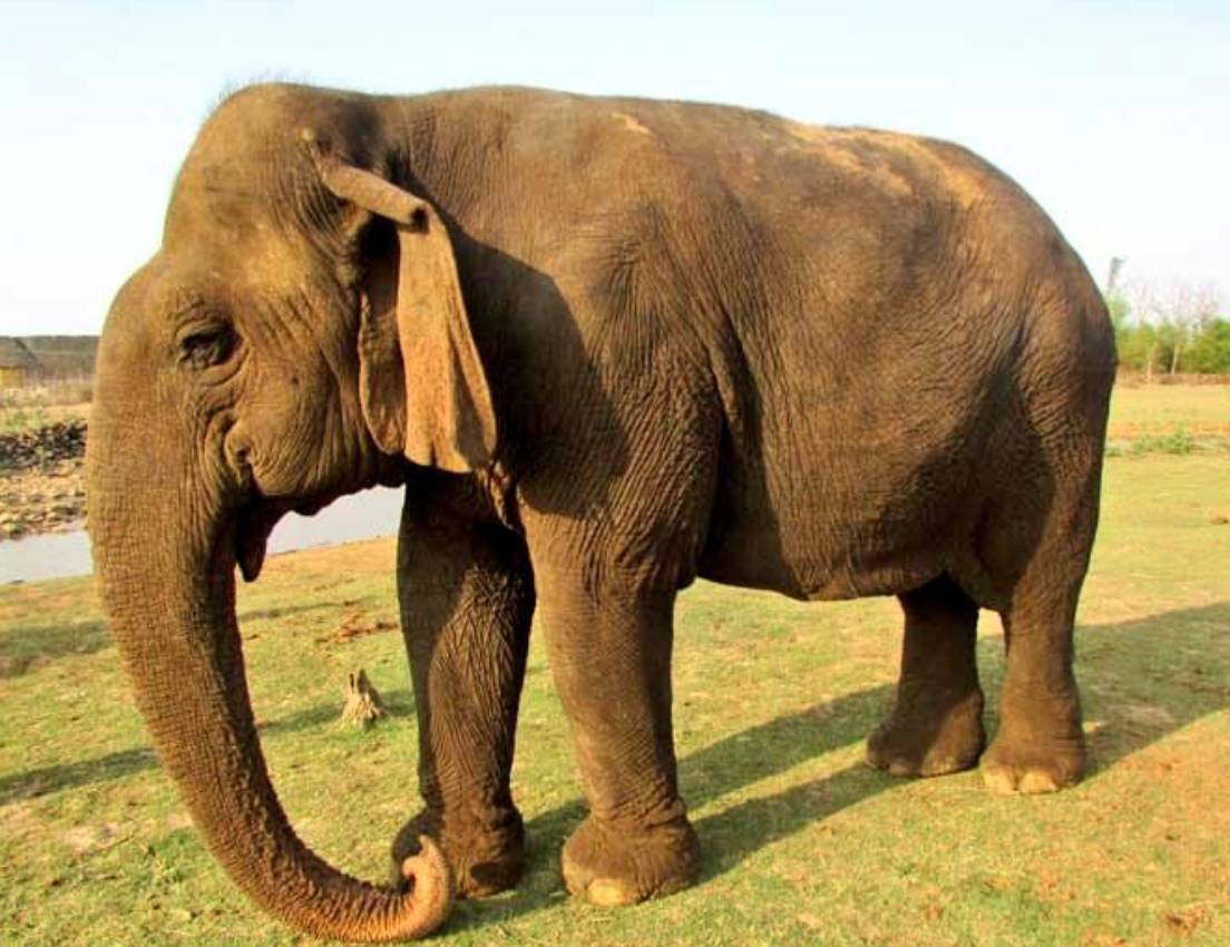 Asias Oldest Elephant Vatsala Dies