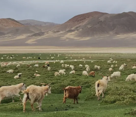 Ladakh Targets Doubling Pashmina Goat Population, Unveils New Incentives for Changpa Herders