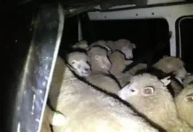 80–90 Trucks Carrying Over 150 Sheep Each Reach Kashmir Daily Ahead of Eid: KMDA