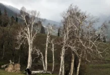 Birch trees, Burza Pash, Burza