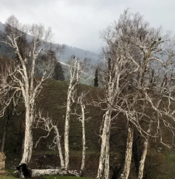Birch trees, Burza Pash, Burza