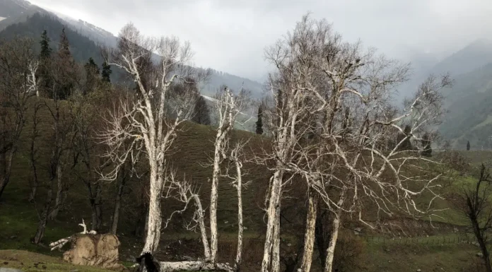 Birch trees, Burza Pash, Burza