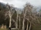Birch trees, Burza Pash, Burza