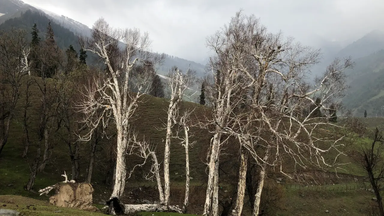 Birch trees, Burza Pash, Burza