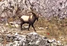North Kashmir: Endangered Himalayan Ibex Spotted in Gurez