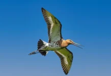 11-Day Marathon: Bar-Tailed Godwit Sets Record With 13,560-km Non-Stop Flight
