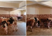 17 High-Genetic US Dairy Bulls Arrive in Kashmir for Breeding Programme