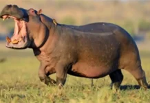 Jammu Zoo Gets Hippos from Chennai in Animal Exchange Programme