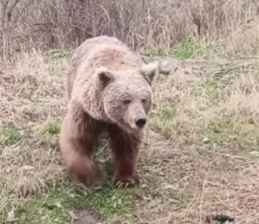 Woman Injured in Bear Attack in Poonch; Third Incident in Three Days