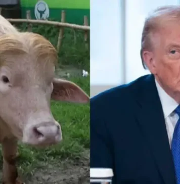 Trump-Lookalike Buffalo Spared From Eid Sacrifice, Shifted to Bangladesh Zoo