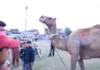 Inside Kashmir’s Largest Sacrificial Animal Market