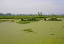 Kashmir: Anchar In A Lake