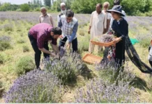 CSIR-IIIM Begins 2026 Lavender Harvest in Pulwama, Says 5,000 Farmers Shifted to High-Value Aromatic Crops Lavender harvest begins in CSIR Bonera farm on July 4, 2026