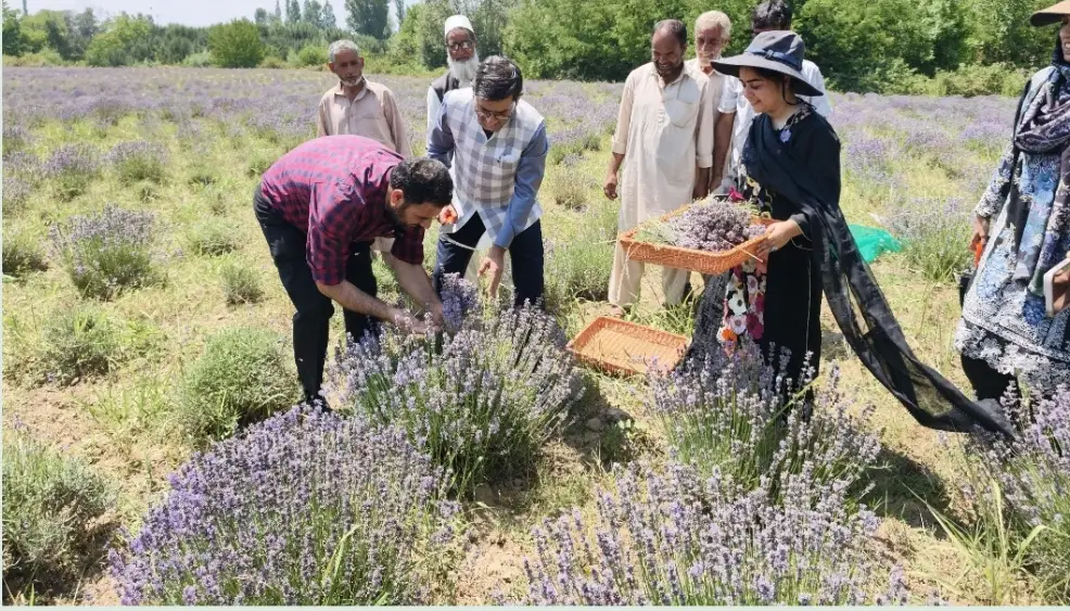 Lavender harvest begins in CSIR Bonera farm on July 4, 2026