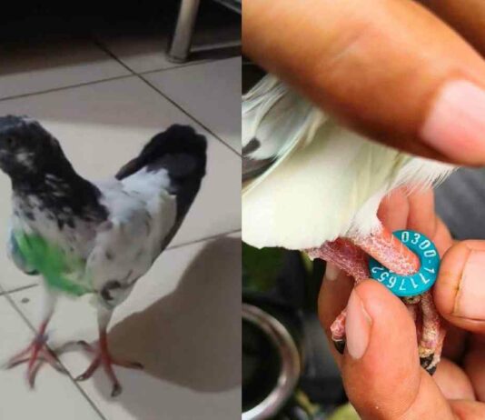 Pigeon With Pakistani Number Ring Found In RS Pura, Probe Underway