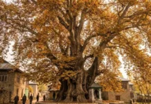 Budgam’s 650-Year-Old Chinar Identified as Asia’s Oldest: Jammu Kashmir Govt