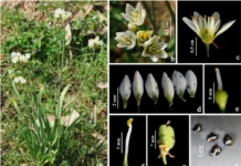 ‘False Garlic’ Recorded in Jammu Kashmir for the First Time, Researchers Warn of Potential Rapid Spread