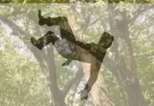 SPO Dies After Falling From Walnut Tree in Jammu Kashmir