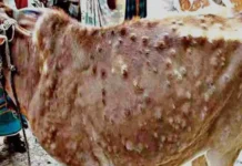 Nine Active Lumpy Skin Disease Epicentres Identified Across Kashmir