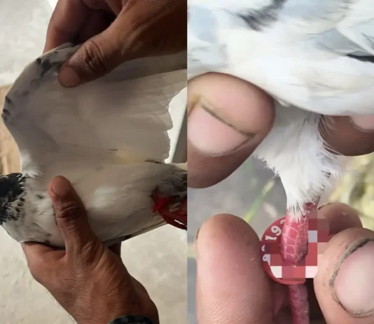 Pigeon With Numbered Ring Found Near Border In Samba