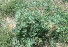 weed