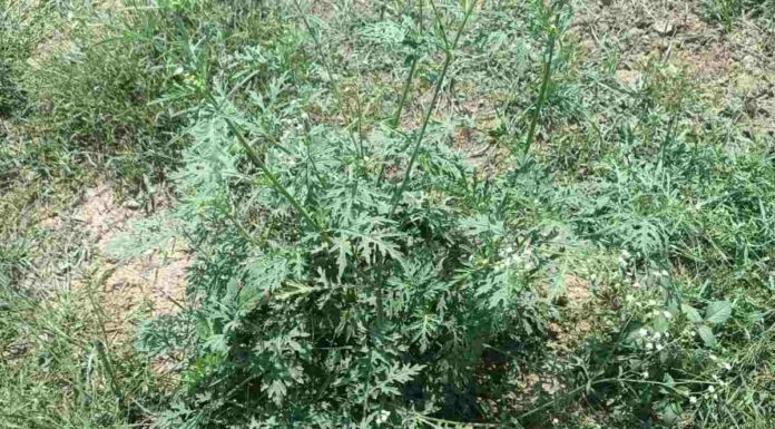 weed