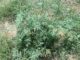 weed