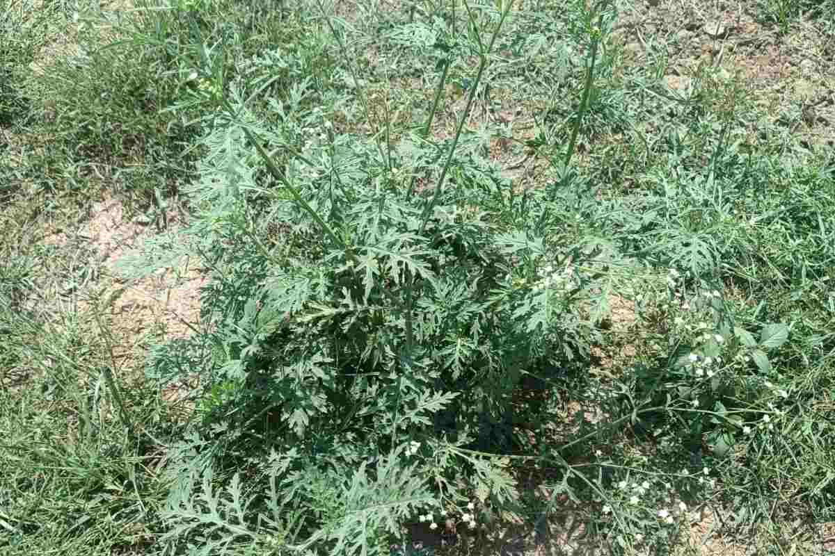 weed